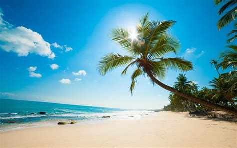 Beach Coconut Tree 20463 #6983270