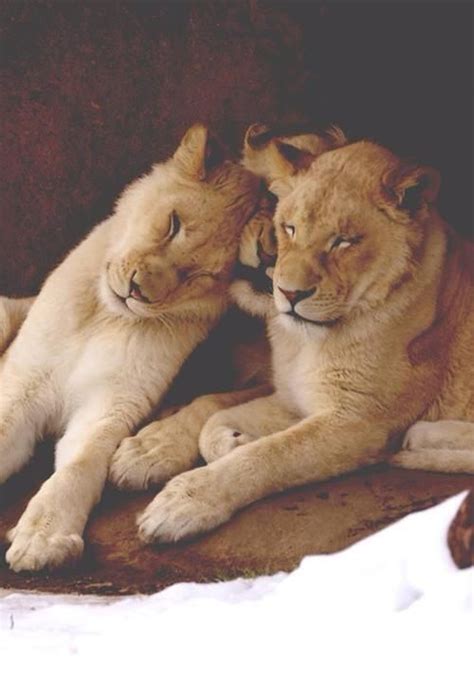 LION - Family's hug ! | Animals beautiful, Lions hugging, Lion family