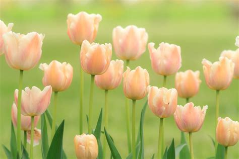 Download Peach Flower Flower Nature Tulip HD Wallpaper