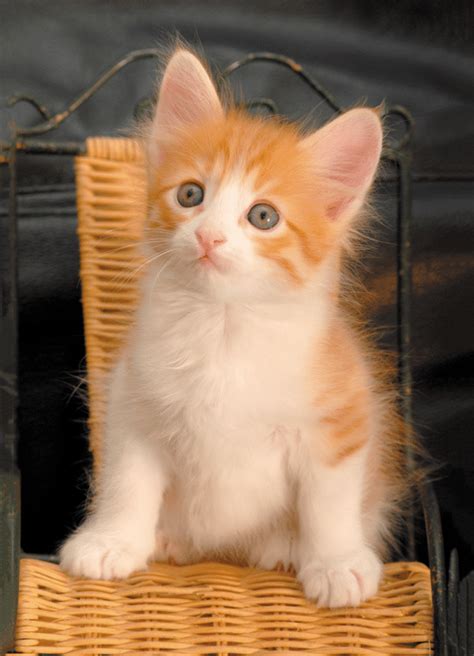 20 of the Most Popular Cat Breeds - Catster