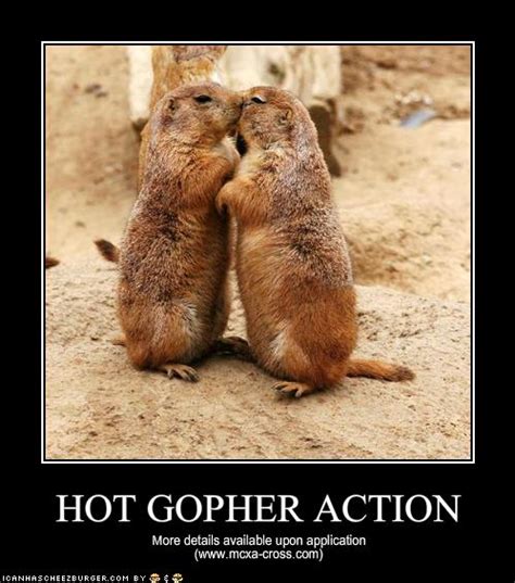 HOT GOPHER ACTION - Cheezburger - Funny Memes | Funny Pictures