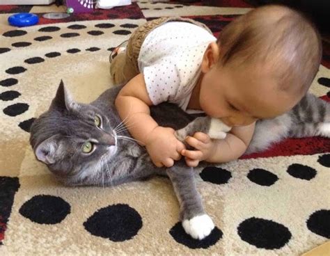 Cat Playing With A Baby - Cats Photo (36853123) - Fanpop