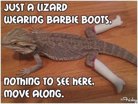 my lizards are in trouble! | Animals, Bones funny, Lizard