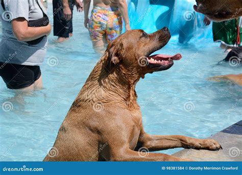 Happy dog at pool party stock photo. Image of recreation - 98381584