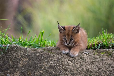 What's a caracal kitten? Cute | KVAL