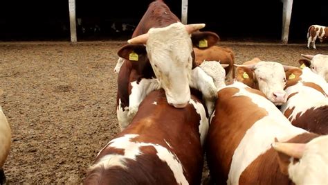 Mating Season,Cattle Bull Mount Cow, Cow Farm Stock Footage Video 6161810 - Shutterstock