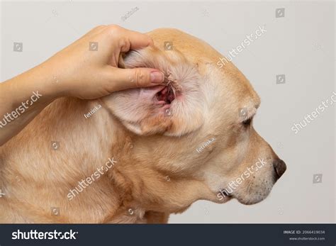 Ear Infection Dog Allergies Animals Stock Photo 2066419034 | Shutterstock