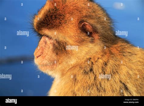 Barbary Macaques, Barbary Ape, Gibraltar Stock Photo - Alamy