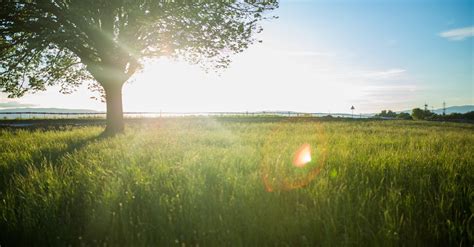 Green Grass Field Near Tree · Free Stock Photo