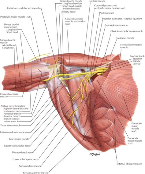 Pin on Anatomy