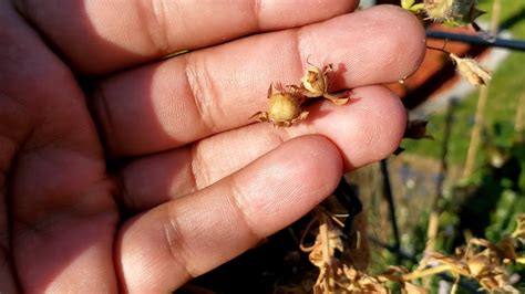 How to collect morning glory seeds: Very Easy - YouTube