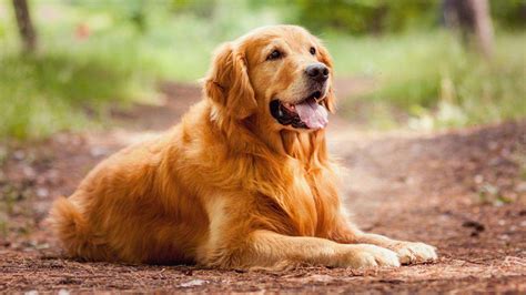 Top 10 best dog breeds - The Countries Of