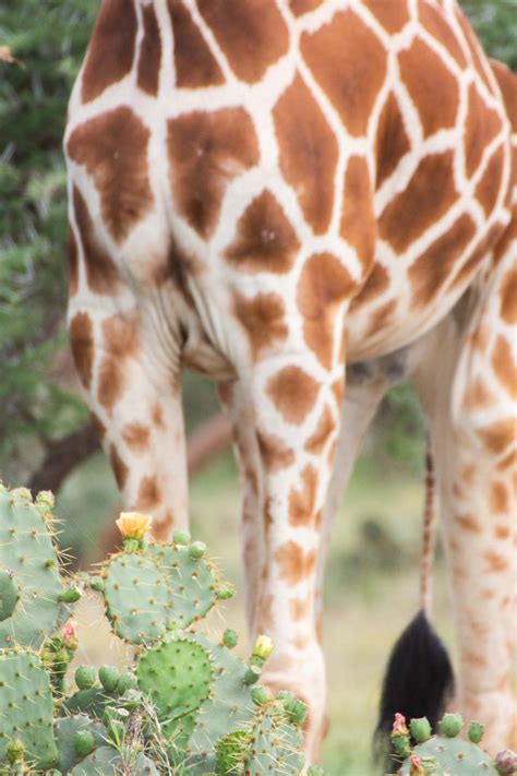 Giraffes - A Tall Story | BaldHiker