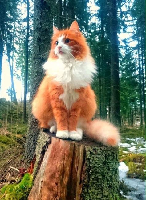 Gato Noruego del bosque. | Милые котики, Животные, Милые детеныши животных