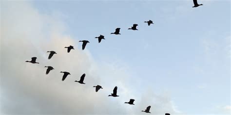 Here's Why Birds Fly In A 'V' Formation | HuffPost