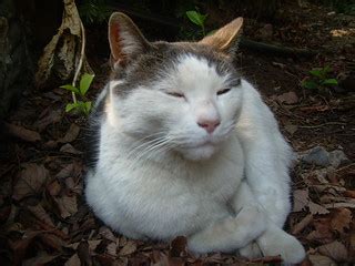 Old Man Cat | He smugly smiles as we near the usual mouse dr… | Flickr
