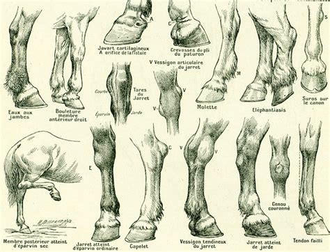 1922 Antique Anatomy Print Horse Hoof. Horse Identification | Etsy