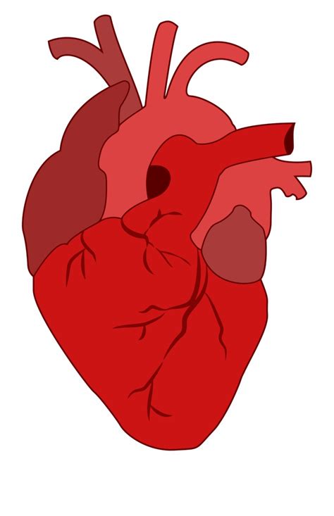 clipart realistic heart - Clip Art Library