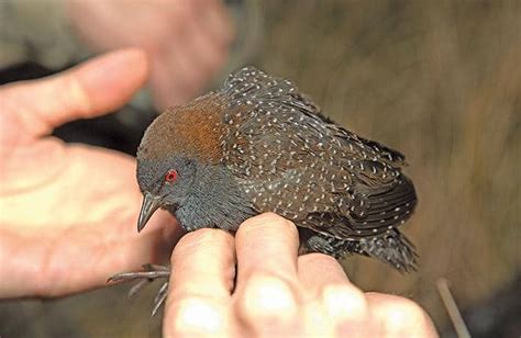 Black Rail Added to USFWS "Threatened" List | Chesapeake Bay Magazine