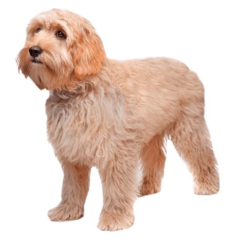 Labradoodle: Temperament, Lifespan, Grooming, Training | Petplan