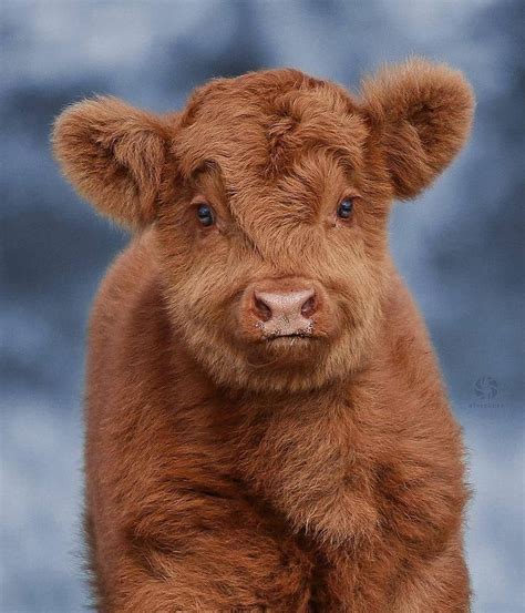 a brown cow with blue eyes standing in front of a gray background and ...