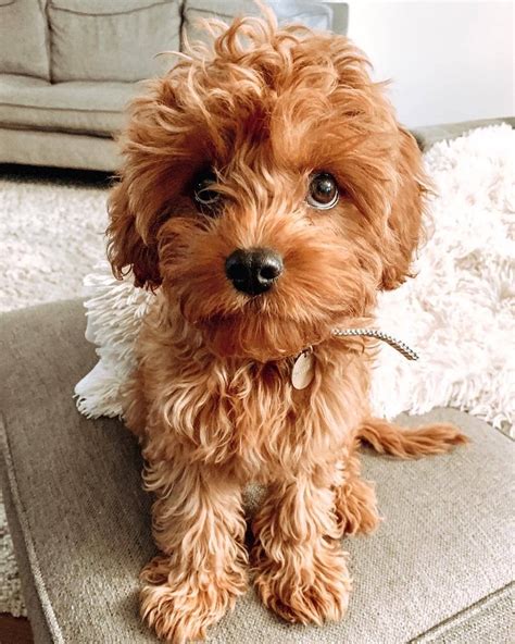 Cavapoo Puppies: Information, Characteristics, Facts, Videos #cavapoo # ...