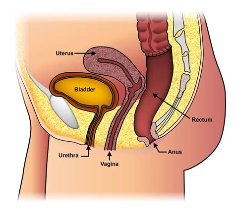 pelvic floor dysfunction icd 10 cm - Brooks Estrella