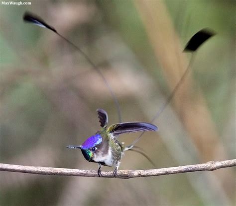 Marvelous Spatuletail is displaying right now. – A birding blog by Gunnar Engblom