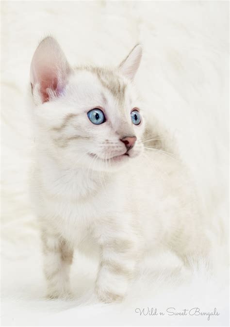 Bengal Cats For Adoption In Texas