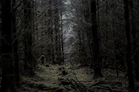 Deep Dark Woods | Connel Soutar | Flickr