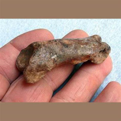 American Lion Phalange Fossil - Fossils & Artifacts for Sale | Paleo Enterprises