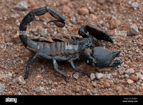 scorpion black poison venom dangerous stinging Stock Photo - Alamy