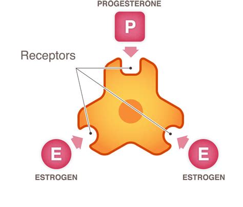 Growth of Cancer - National Breast Cancer Foundation