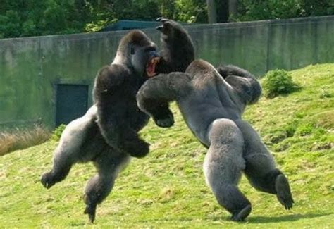 Cute Funny Animalz: Funny Animals Fighting 2014 Images