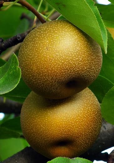 Asian Pear Tree | Portland Nursery