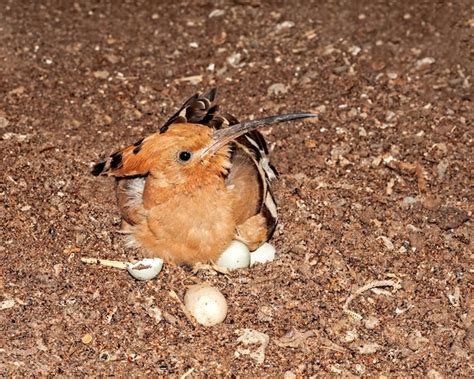 Premium Photo | A common hoopoe sitting on its eggs in the nest