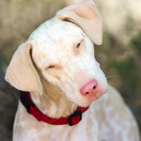 Is My Dog Albino? Characteristics of Albino Dogs