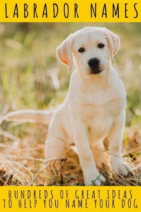 Labrador Names - Great Ideas for New Lab Puppies and Rescue Dogs ...