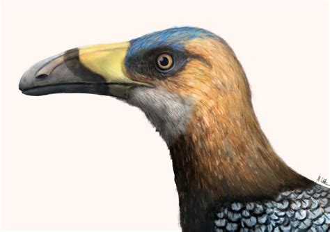 Cretaceous-Period Bird from Madagascar Had Sickle-Shaped Beak ...