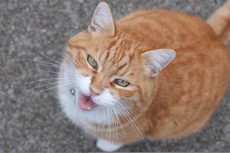 Cat Meowing Free Stock Photo - Public Domain Pictures