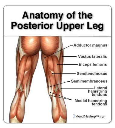 Anatomy of the Hamstring & Upper Leg