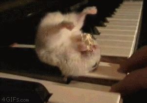 Hamster on piano eating popcorn - FunSubstance | Hamster, Cute hamsters, Funny animal videos