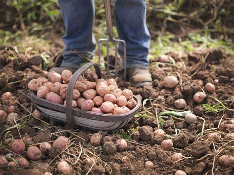 How to Grow Organic Potatoes in Your Garden