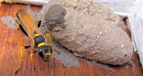 DIY Pest Control In Santa Clarita: Getting Rid Of Mud Dauber Wasp Nests (VIDEO)