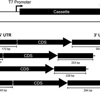 Schematic of mRNA expression constructs. A) The organization of a ...