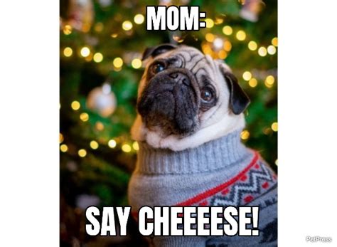 Top 10+ Pug Christmas Memes That Will Make You Merry!