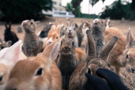 Okunoshima, l’île qui abrite des centaines de lapins sauvages / Pen ペン