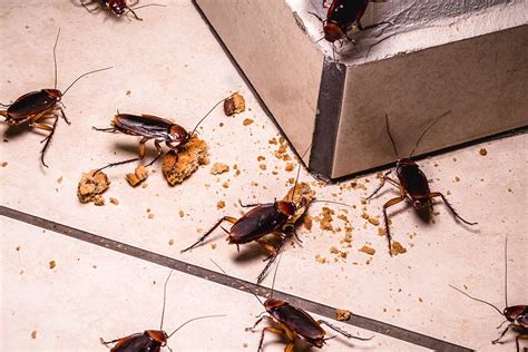 Where Do Big Roaches Come From: Unraveling Their Origins