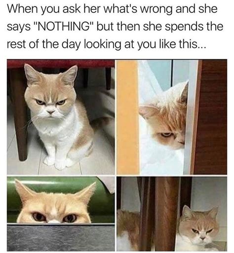 When you ask her what's wrong in 2020 | Funny cat memes, Animal memes, Funny animal pictures