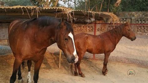 Unleashing Serenity: The Barnyard in Sainik Farm - DelhiSnap